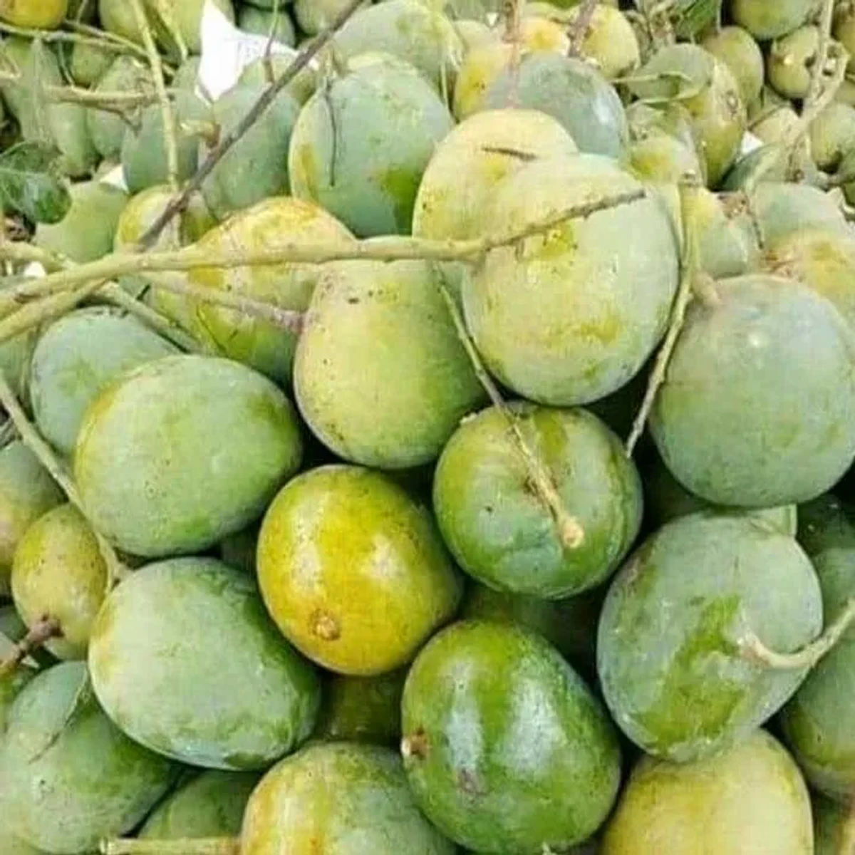 হিমসাগর আম (সাতক্ষীরা) – 12kg